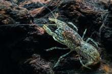 Lade das Bild in den Galerie-Viewer, Brauner Zwergflusskrebs | Cambarellus sp. Alabama im Aquarium