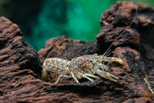 Lade das Bild in den Galerie-Viewer, Brauner Zwergflusskrebs | Cambarellus sp. Alabama