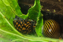 Lade das Bild in den Galerie-Viewer, Breitwegerich Blätter getrocknet | Premium Qualität im Aquairum