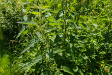 Lade das Bild in den Galerie-Viewer, Brennnessel Blätter getrocknet | Premium Qualität