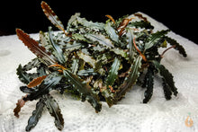 Lade das Bild in den Galerie-Viewer, Bucephalandra "Mini Black Carpet" | Submers - Rarität