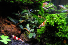 Lade das Bild in den Galerie-Viewer, Red Bee mini Garnelen auf Bucephalandra "Mini Black Carpet" | Submers - Rarität