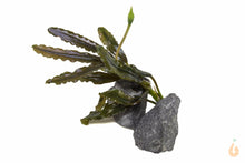 Lade das Bild in den Galerie-Viewer, Bucephalandra "Mini Black Carpet" | Submers - Rarität