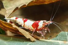 Lade das Bild in den Galerie-Viewer, Ahornblätter / Ahorn Blätter braun getrocknet | Premium Qualität mit einer Bienengarnele