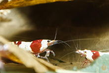 Lade das Bild in den Galerie-Viewer, Red Bee mini Garnele auf Buchenblätter / Buchenlaub braun getrocknet | Premium Qualität