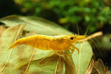 Lade das Bild in den Galerie-Viewer, Yellow Fire Neon Garnele | Neocaridina davidi "Yellow Neon"