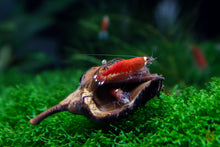 Lade das Bild in den Galerie-Viewer, Buchecker getrocknet | Premium Qualität | Natürliche Deko / Unterschlupf im Aquarium mit Santa Garnelen