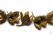 Lade das Bild in den Galerie-Viewer, 5x Bucheckern getrocknet | Premium Qualität | Natürliche Deko / Unterschlupf