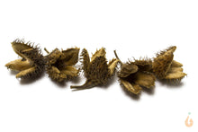Lade das Bild in den Galerie-Viewer, 5x Bucheckern getrocknet | Premium Qualität | Natürliche Deko / Unterschlupf