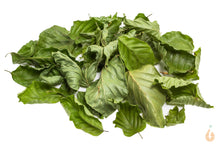 Lade das Bild in den Galerie-Viewer, Buchenblätter / Buchenlaub grün getrocknet | Premium Qualität