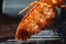 Lade das Bild in den Galerie-Viewer, Oranger Zwergflusskrebs CPO | Cambarellus patzcuarensis orange Babys / Jungtiere
