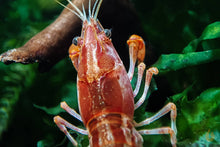 Lade das Bild in den Galerie-Viewer, Oranger Zwergflusskrebs CPO | Cambarellus patzcuarensis orange im Aquarium im Garnelenaquarium