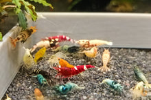 Lade das Bild in den Galerie-Viewer, Caridina Garnelen Party-Mix | Bunte Farbmischung 10 Stück