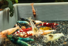 Lade das Bild in den Galerie-Viewer, Caridina Garnelen Party-Mix | Bunte Farbmischung 10 Stück