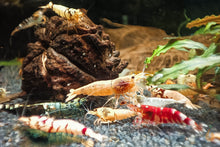 Lade das Bild in den Galerie-Viewer, Caridina Garnelen Party-Mix | Bunte Farbmischung 10 Stück