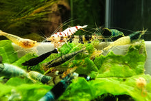 Lade das Bild in den Galerie-Viewer, Caridina Garnelen Party-Mix | Bunte Farbmischung 10 Stück
