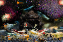 Lade das Bild in den Galerie-Viewer, Caridina Garnelen Party-Mix | Bunte Farbmischung 10 Stück