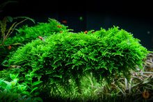 Lade das Bild in den Galerie-Viewer, Weihnachtsbaum Moos | Vesicularia montagnei 'Christmas Moss' | In Vitro Aquariummoos