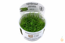 Lade das Bild in den Galerie-Viewer, Tropica - Weihnachtsbaum Moos | Vesicularia montagnei 'Christmas Moss' | In Vitro Aquariummoos