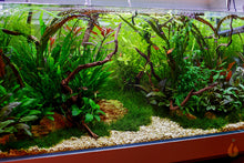 Lade das Bild in den Galerie-Viewer, Mi-Oya Wasserkelch | Cryptocoryne wendtii 'Mi Oya' | Aquascape