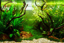 Lade das Bild in den Galerie-Viewer, Mi-Oya Wasserkelch | Cryptocoryne wendtii 'Mi Oya' | Aquascape
