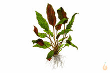 Lade das Bild in den Galerie-Viewer, Mi-Oya Wasserkelch | Cryptocoryne wendtii 'Mi Oya' | In Vitro Aquariumpflanze Zeichnung