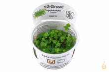 Lade das Bild in den Galerie-Viewer, Tropica - Dreiteiliger Wassernabel | Hydrocotyle sp. "Japan" | In Vitro Aquariumpflanze