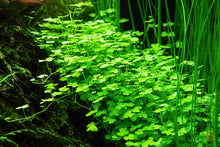 Lade das Bild in den Galerie-Viewer, Dreiteiliger Wassernabel | Hydrocotyle sp. "Japan" | In Vitro Aquariumpflanze
