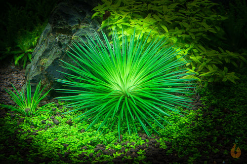 Eriocaulon Cinereum | Aquariumpflanze im Aquarium