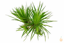 Lade das Bild in den Galerie-Viewer, Tropica - Eriocaulon Cinereum | In Vitro Aquariumpflanze