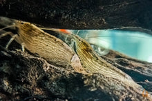 Lade das Bild in den Galerie-Viewer, Molukkenfächergarnelen | Fächergarnelen | Atyopsis moluccensis