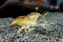 Lade das Bild in den Galerie-Viewer, Molukkenfächergarnele | Fächergarnele | Atyopsis moluccensis im Aquarium