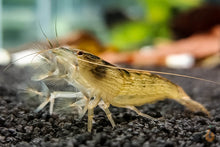 Lade das Bild in den Galerie-Viewer, Molukkenfächergarnele | Fächergarnele | Atyopsis moluccensis im Aquascape Aquarium