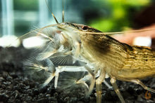 Lade das Bild in den Galerie-Viewer, Molukkenfächergarnele | Fächergarnele | Atyopsis moluccensis am fächern im Aquarium