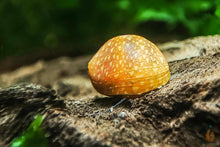 Lade das Bild in den Galerie-Viewer, Bunte Fancy Geweihschnecke | Clithon Sp.