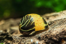 Lade das Bild in den Galerie-Viewer, Bunte Fancy Geweihschnecke | Clithon Sp.