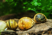 Lade das Bild in den Galerie-Viewer, Bunte Fancy Geweihschnecke | Clithon Sp. im Nano Aquarium