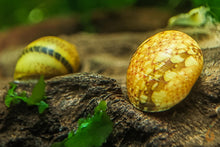Lade das Bild in den Galerie-Viewer, Bunte Fancy Geweihschnecke | Clithon Sp.
