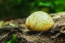 Lade das Bild in den Galerie-Viewer, Bunte Fancy Geweihschnecke | Clithon Sp.