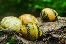 Lade das Bild in den Galerie-Viewer, Bunte Fancy Geweihschnecke | Clithon Sp. im Aquarium