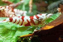 Lade das Bild in den Galerie-Viewer, Red Fancy Tiger mini Garnele | Lightning Stamm | Caridina sp. Grade SS