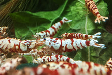 Lade das Bild in den Galerie-Viewer, Guppe Red Fancy Tiger Garnelen | Lightning Stamm | Caridina sp.