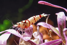 Lade das Bild in den Galerie-Viewer, Red Fancy Tiger mini Garnele | Lightning Stamm | Caridina sp.