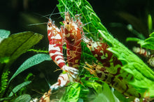 Lade das Bild in den Galerie-Viewer, Red Fancy Tiger Zwerggarnelen | Lightning Stamm | Caridina sp.