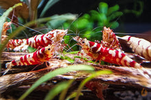 Lade das Bild in den Galerie-Viewer, Red Fancy Tiger Garnelen | Lightning Stamm | Caridina sp.