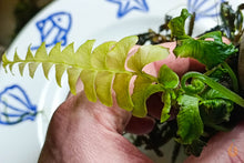 Lade das Bild in den Galerie-Viewer, Sekundenkleber Gel | Deko- und Pflanzenkleber 20g