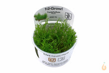 Lade das Bild in den Galerie-Viewer, Tropica - Flammenmoos | Taxiphyllum 'Flame Moss' | In Vitro Aquariummoos