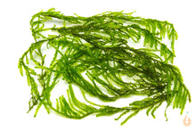 Lade das Bild in den Galerie-Viewer, Flammen Moos / Flammenmoos | Taxiphyllum sp. "Flame Moss"