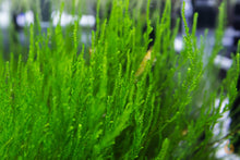 Lade das Bild in den Galerie-Viewer, Flammen Moos / Flammenmoos | Taxiphyllum sp. "Flame Moss"