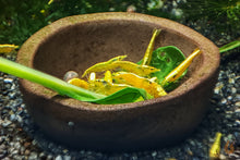 Lade das Bild in den Galerie-Viewer, Yellow Fire Zwerggarnelen in der Futterschüssel / Futterschale aus Ton | dunkelbraun